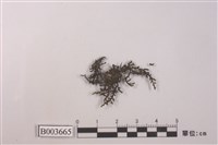 藏品(瓦鱗蘚屬)的圖片